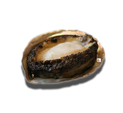 Bào Ngư Nhật Ăn Gỏi - Abalone Sashimi Tươi Ngon Chuẩn Vị | Thực phẩm nhập khẩu