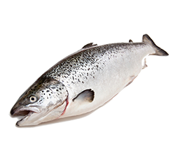 Cá hồi nguyên con- Fresh Whole Salmon