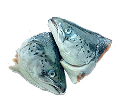 Đầu cá hồi- Salmon head